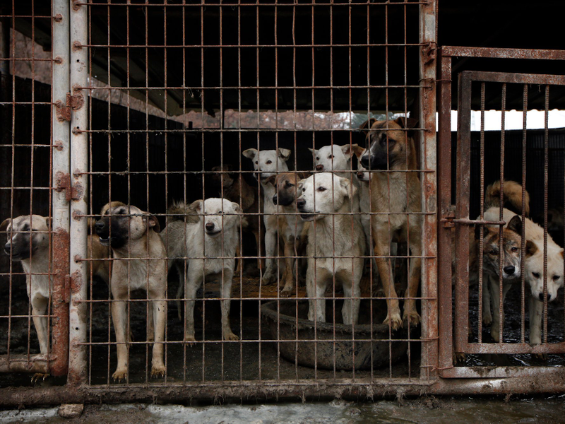 Granjas de perro en Corea del Sur. AP
